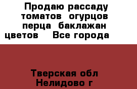Продаю рассаду томатов, огурцов, перца, баклажан, цветов  - Все города  »    . Тверская обл.,Нелидово г.